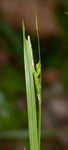 Manhart's sedge